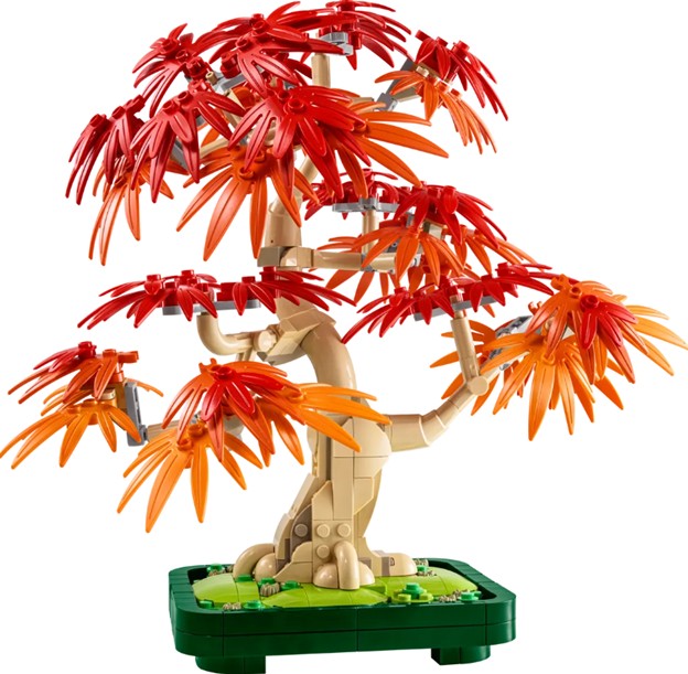 Botanicals Japanese Red Maple Bonsai Tree - 10348