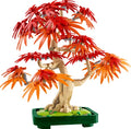 Botanicals Japanese Red Maple Bonsai Tree - 10348
