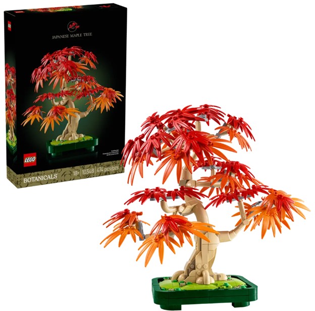Botanicals Japanese Red Maple Bonsai Tree - 10348