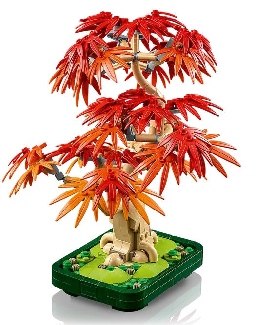 Botanicals Japanese Red Maple Bonsai Tree - 10348