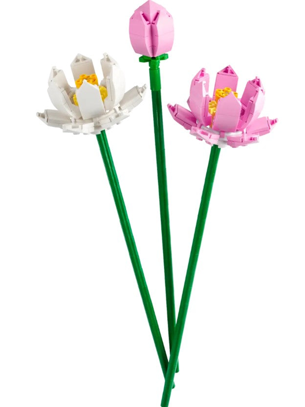 Lotus Flowers - 40647
