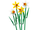 Daffodils - 40747